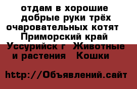 отдам в хорошие, добрые руки трёх очаровательных котят - Приморский край, Уссурийск г. Животные и растения » Кошки   